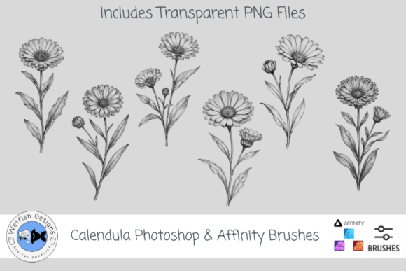 Download Calendula Botanical Photoshop Brushes - Brush Collection